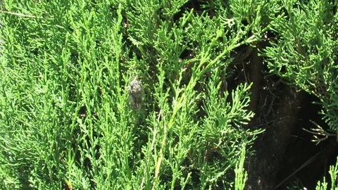 The Cicada Stock Footage 95128420