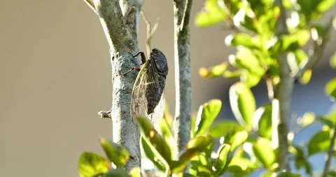 Cicada Stock Footage 111747784