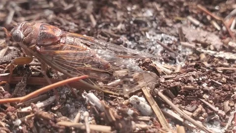 Cicada Stock Footage 166461078
