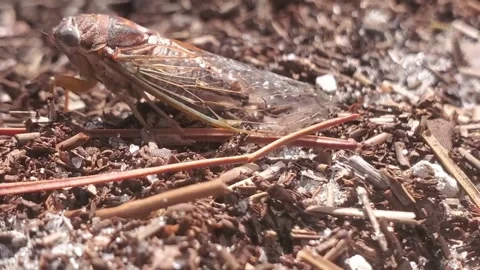 Cicada Stock Footage 166461096