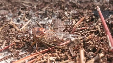 Cicada Stock Footage 166461100