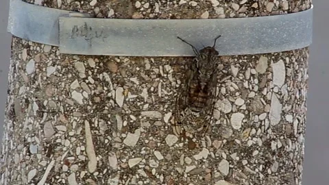 Cicada Stock Footage 247975232