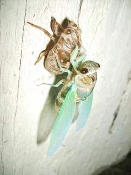 A cicada fresh out of its shell Stock Photos