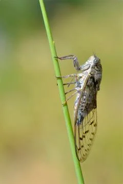 Cicada on grass seen from profile Stock Photos
