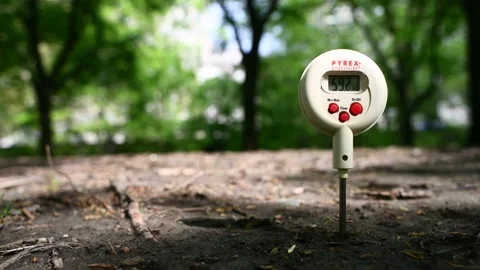 Cicada Ground Temperature Stock Footage 153780469