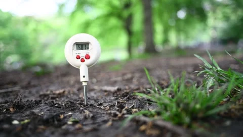 Cicada Ground Temperature Stock Footage 153780471