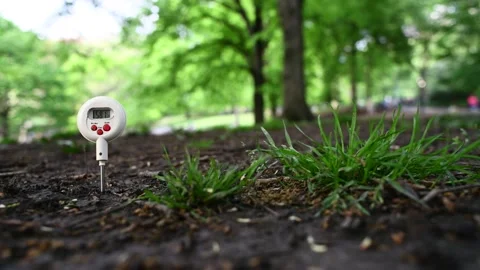 Cicada Ground Temperature Stock Footage 153780477