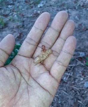 Cicada on hand Stock Photos
