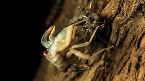 Cicada Hatching 1 Stock Footage 33059292