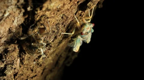 Cicada Hatching 11 Stock Footage 33058441