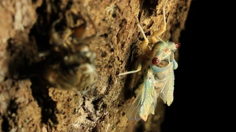 Cicada Hatching 12 Stock Footage 33058350