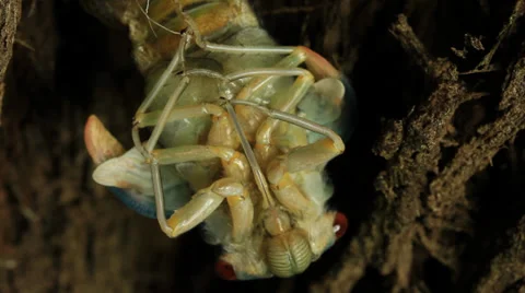Cicada Hatching 13 Stock Footage 33058487
