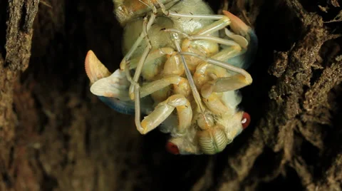 Cicada Hatching 14 Stock Footage 33059688