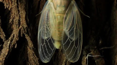 Cicada Hatching 15 Stock Footage 33059571