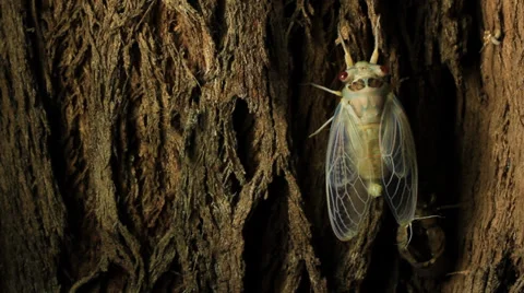 Cicada Hatching 16 Stock Footage 33059753