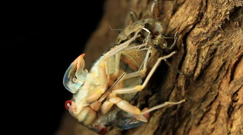 Cicada Hatching 2 Stock Footage 33034388