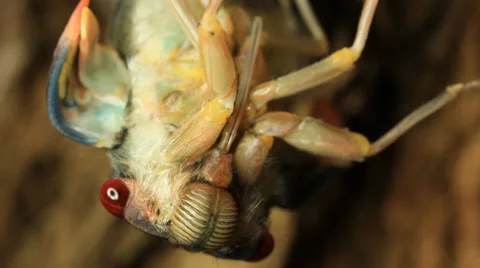 Cicada Hatching 3 Stock Footage 33034304