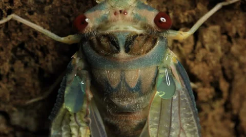 Cicada Hatching 5 Stock Footage 33058925