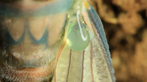 Cicada Hatching 6 Stock Footage 33058519