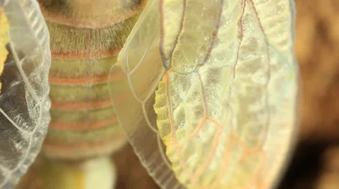 Cicada Hatching 7 Stock Footage 33058582