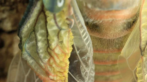 Cicada Hatching 8 Stock Footage 33058817