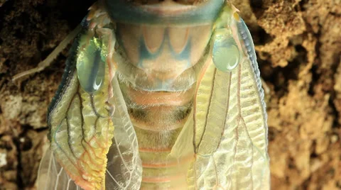 Cicada Hatching 9 Stock Footage 33059174