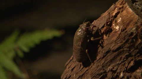 Cicada Hatching Timelapse Stock Footage 36658513