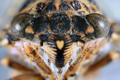 Cicada head close up Stock Photos