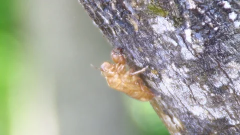 Cicada hold on the tree Stock Footage 99081681