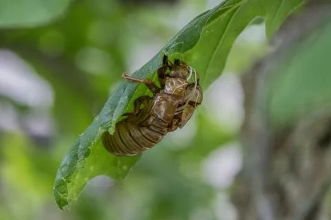 Cicada Husk on Oak Tree Leaf 写真素材