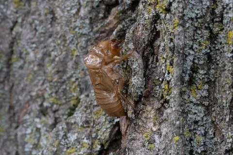 Cicada Husk on Tree Trunk 库存照片