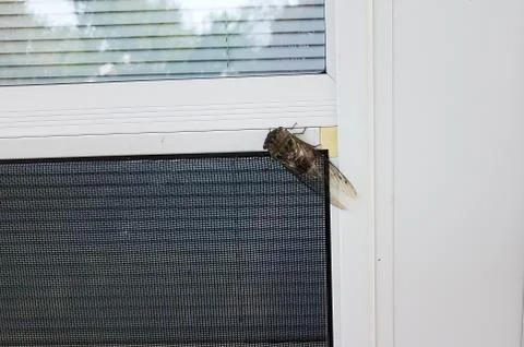 Cicada insect bug with wings on screen door Stock Photos