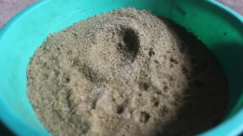 Cicada insect eggs Stock Footage 272282203