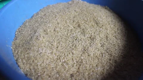 Cicada insect eggs Stock Footage 272282661