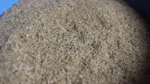 Cicada insect eggs Stock Footage 272282662