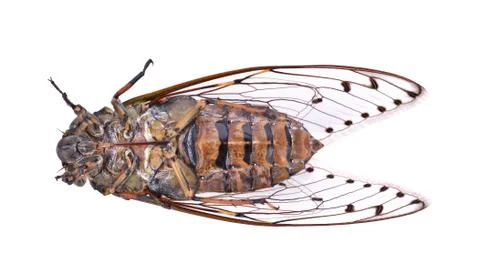 Cicada insect isolated on white background Stock Photos