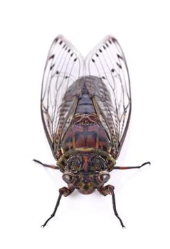 Cicada insect isolated on white background Stock Photos