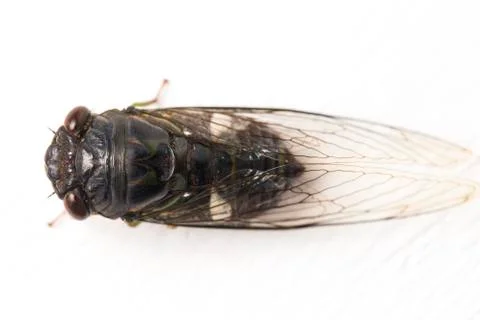 Cicada insect isolated on white background Stock Photos
