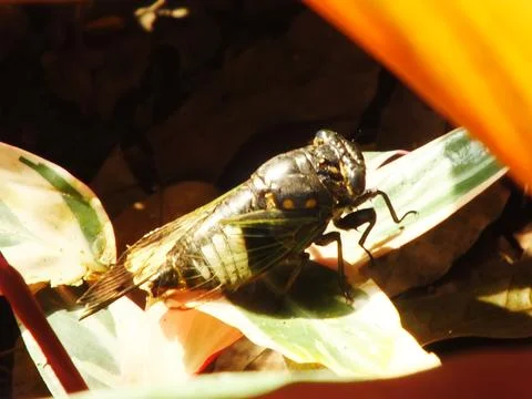 Cicada insect on natural habitat Foto stock