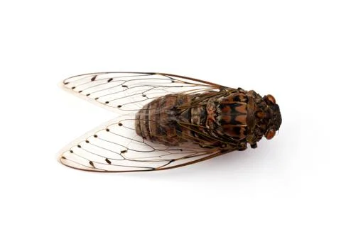 Cicada insect. Stock-Fotos