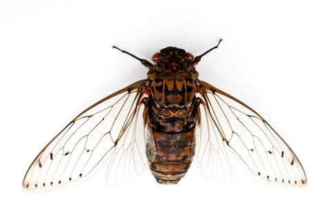 Cicada insect. Stock Photos