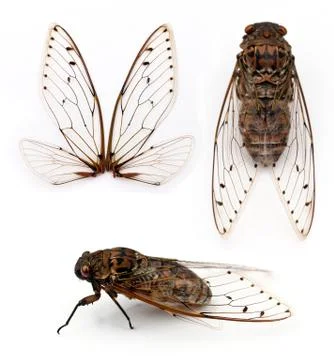 Cicada insect. Stock Photos