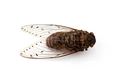 Cicada insect. Stock Photos