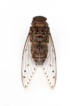Cicada insect. Stock Photos