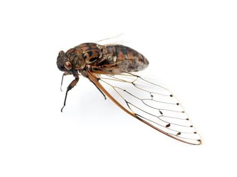 Cicada insect. Stock Photos