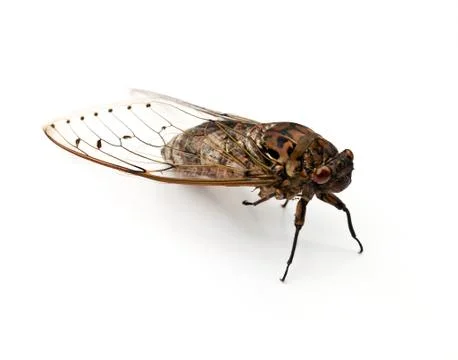 Cicada insect. Stock Photos