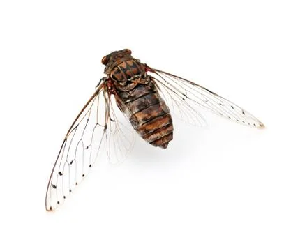 Cicada insect. Stock Photos