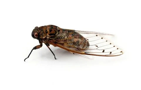 Cicada insect. 스톡 사진