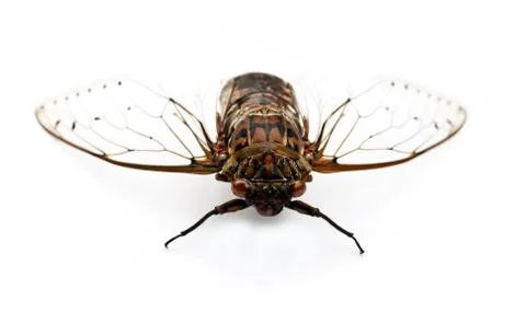 Cicada insect. Stock Photos