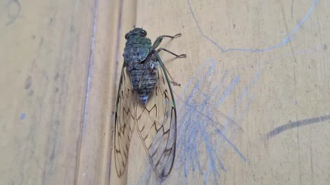 Cicada insect resting on tree branch in tropical environment Stock Footage 320161330